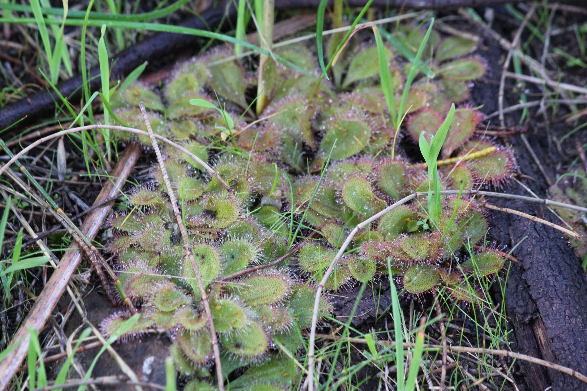 Image of Drosera praefolia Tepper