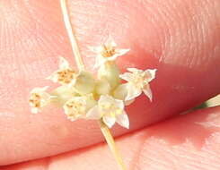 Image of Cuscuta ceanothii Behr