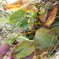 Image of largeleaf grass of Parnassus