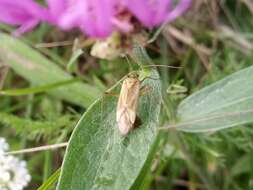 Image of Adelphocoris quadripunctatus (Fabricius 1794)