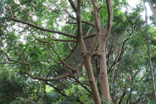 Image of Dysoxylum mollissimum Bl.