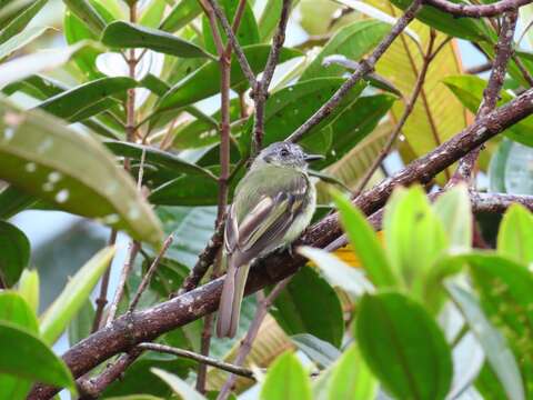 Image of Slaty-capped Flycatcher