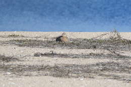 Image of Long-billed Curlew