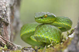 Image of large-scaled pitviper