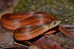 Image of Short-tailed Kukri Snake