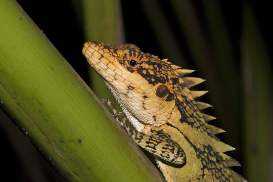 Image of Anaimalai Spiny Lizard