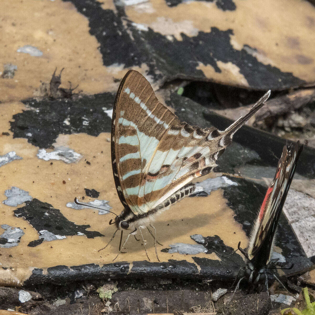 Image de Graphium aristeus (Stoll 1780)