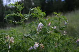 Image of Upright Vetch