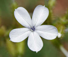 Image of wild leadwort