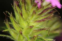 Image of Chiricahua Mountain mock vervain