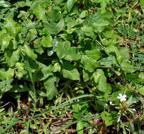 Image of wild leadwort