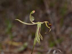 Image of Caladenia drakeoides Hopper & A. P. Br.