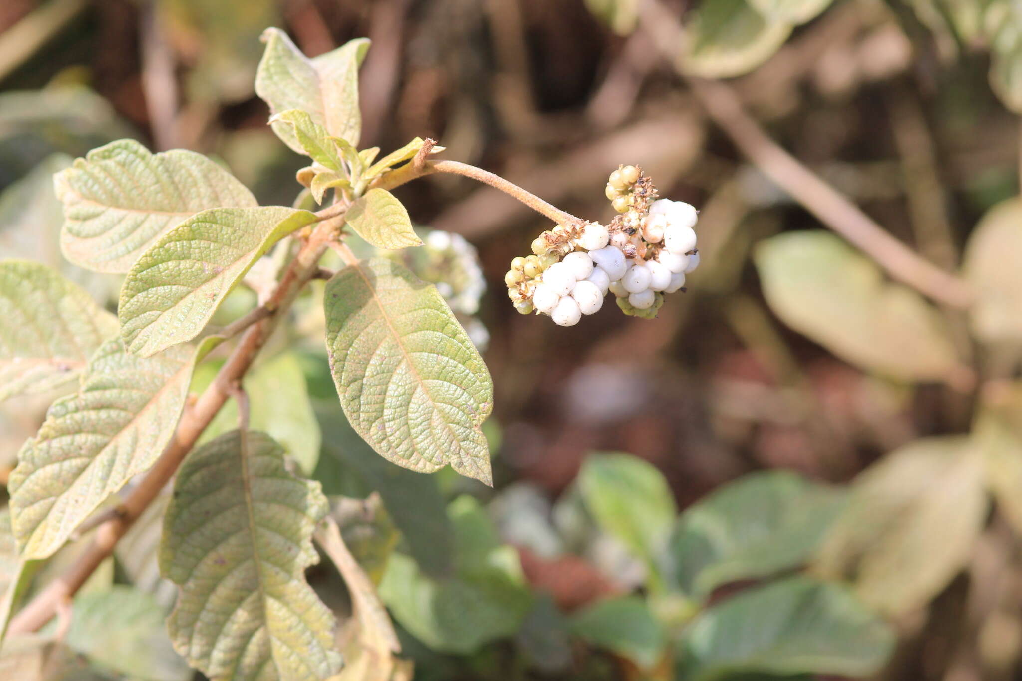 صورة Tournefortia rufosericea Hook. fil.