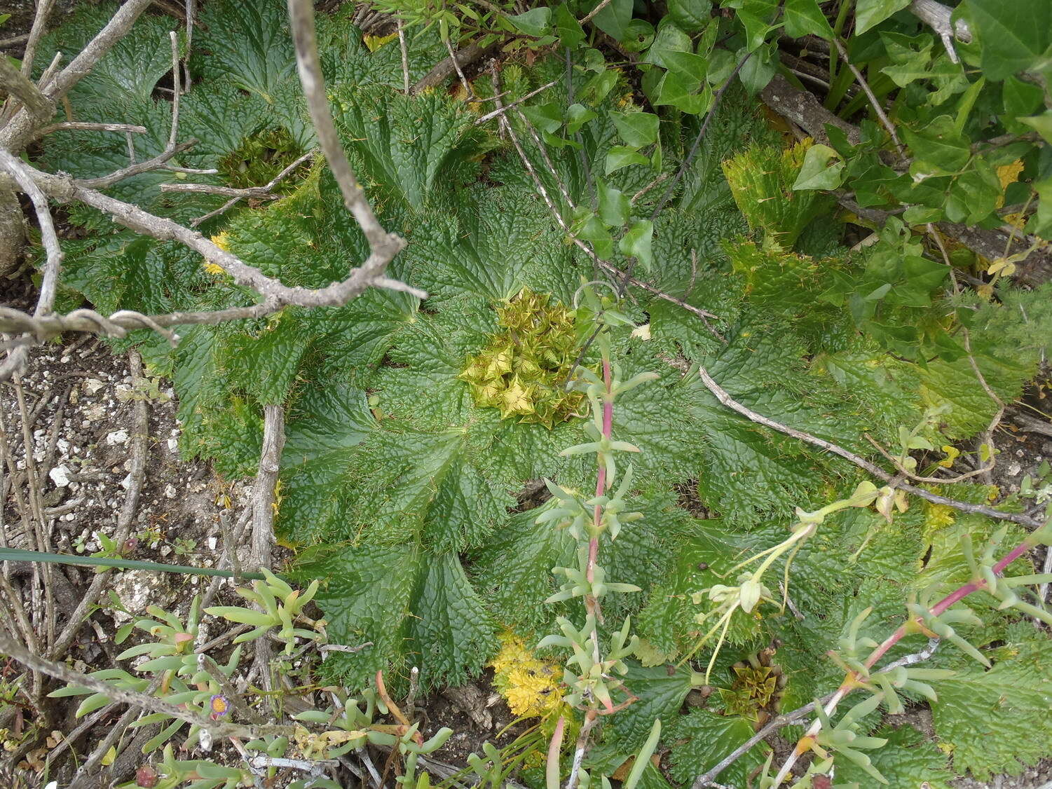 Image of Arctopus echinatus L.