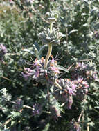 Image de Salvia leucophylla Greene