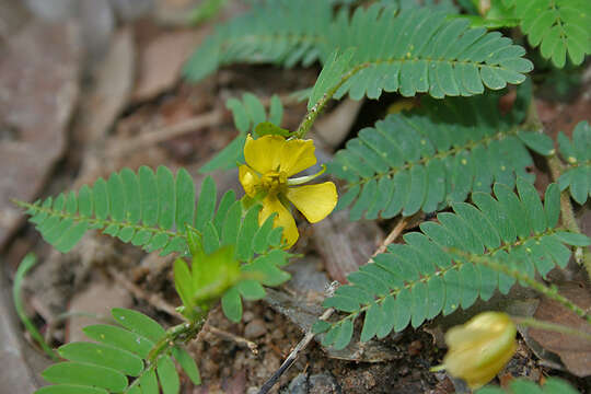 Image of Partridge-pea