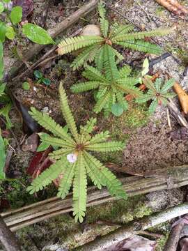 Image de Biophytum dendroides (Kunth) DC.