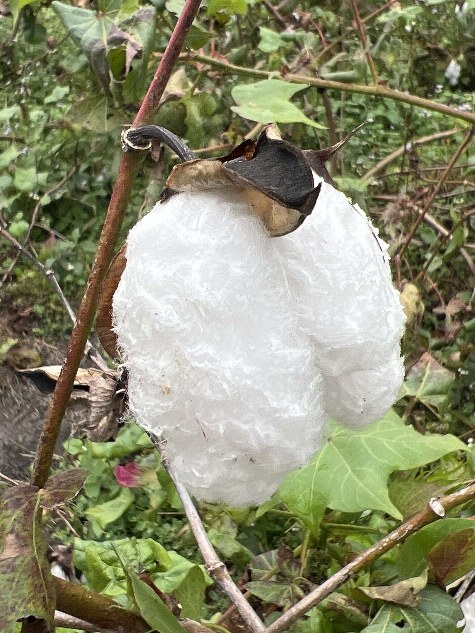 Image of Levant cotton