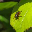 Image de Saropogon nigronasutum Bigot 1878