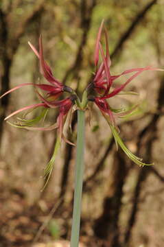 Image of Hippeastrum cybister (Herb.) Benth. ex Baker