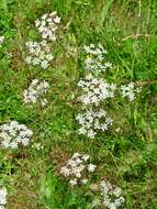 Image of burnet saxifrage