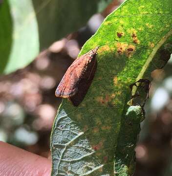 Image of Orange Tortrix