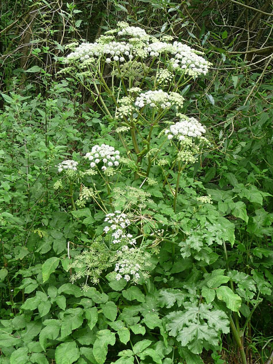 Image of Norwegian angelica