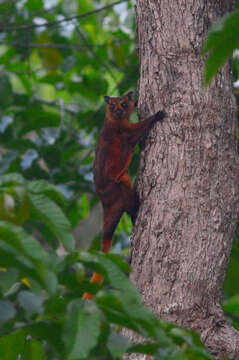 Image of Giant Flying Squirrels