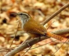 Image of Sinaloa Wren