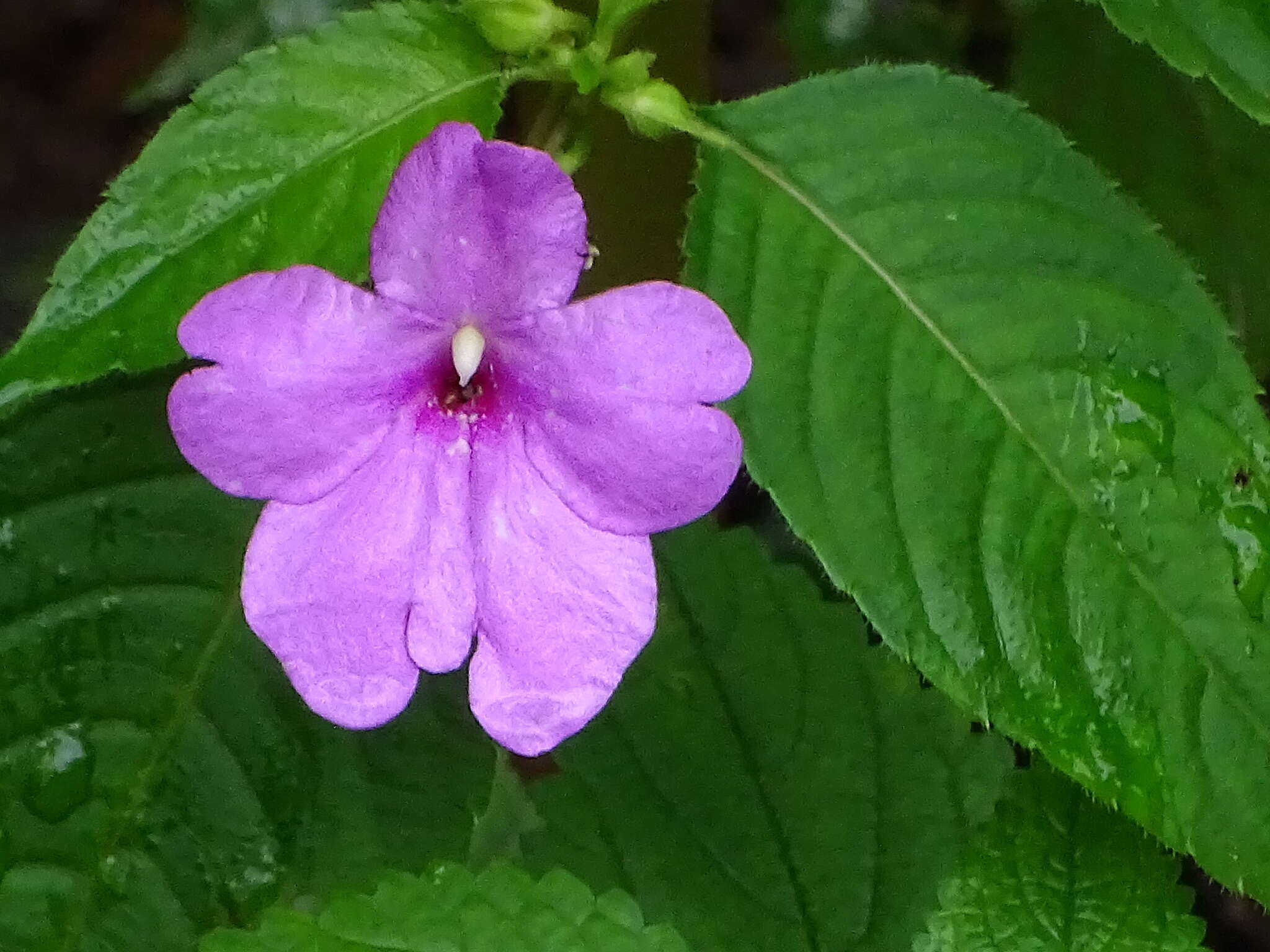 Image of Impatiens pulcherrima Dalzell