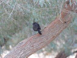 Image of Black Bush Robin