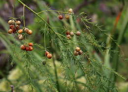 Image of Asparagus scoparius Lowe