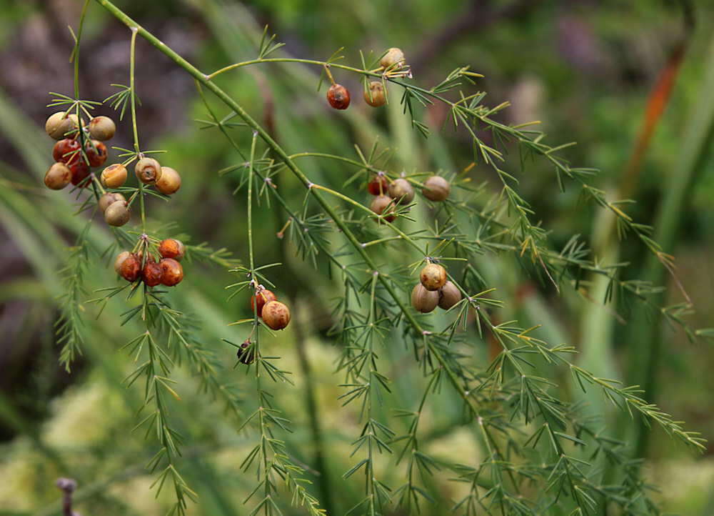 Image of Asparagus scoparius Lowe