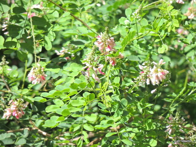 Plancia ëd <i>Indigofera jucunda</i>