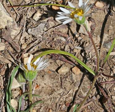 Image de Erigeron eatonii A. Gray