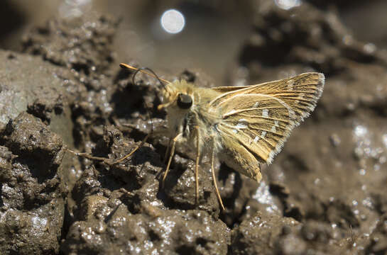 Image of Common Branded Skipper