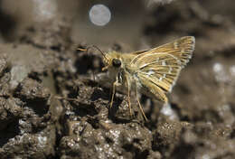 Image of Common Branded Skipper