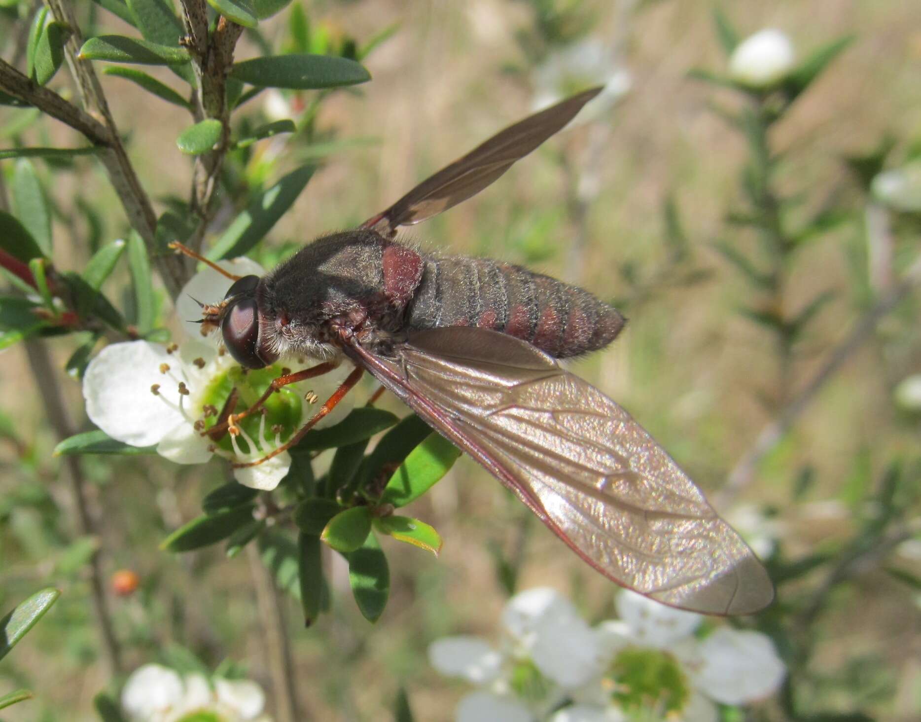 Imagem de Comptosia insignis Walker 1849