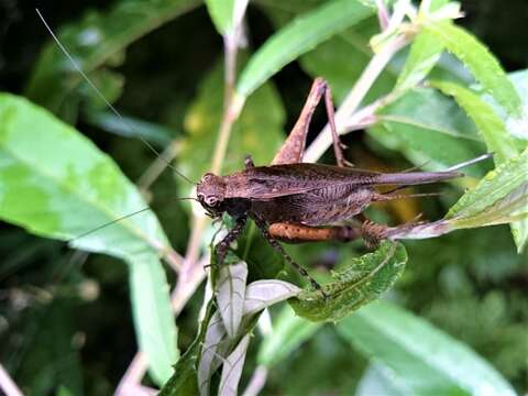 Image de Eneoptera guyanensis Chopard 1931