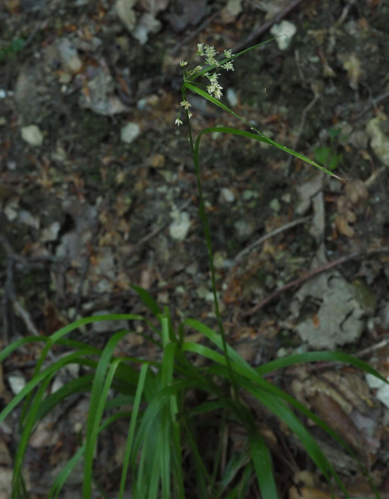 Image of oakforest woodrush