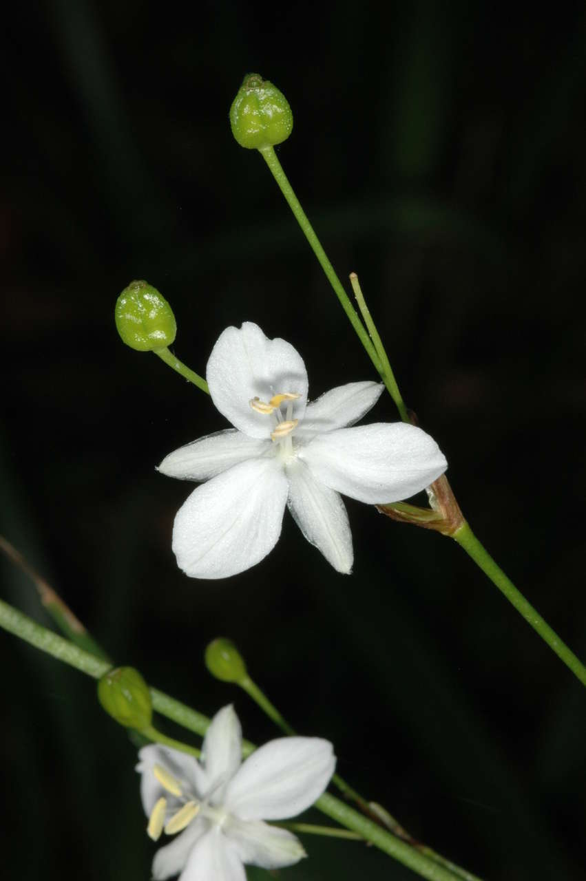 Image de Libertia paniculata (R. Br.) Spreng.