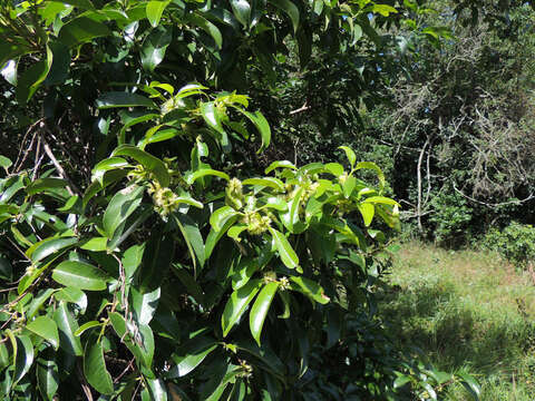 Image of Large-leaved onionwood