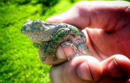 Image of Gray Treefrog