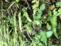 Image of Platanthera stenoglossa Hayata