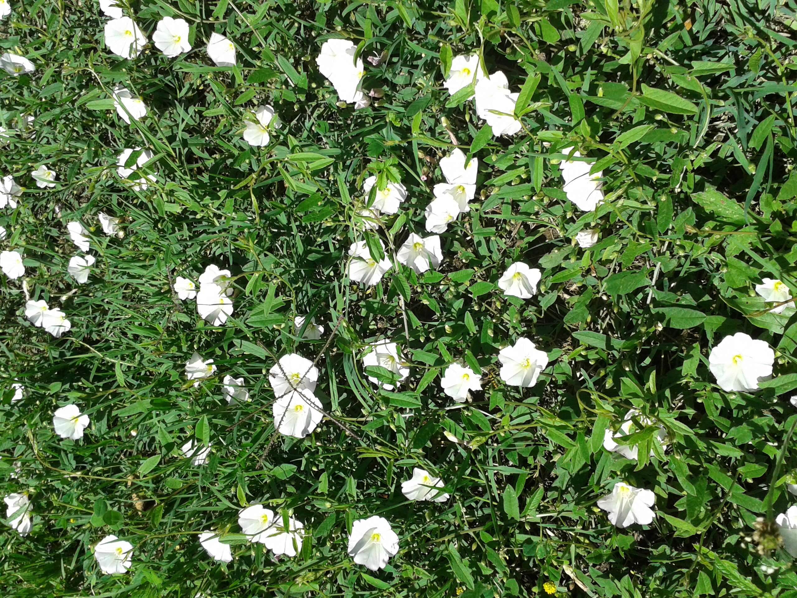 Image of Field Bindweed