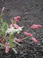 Image of pink campion