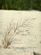 Image of Eragrostis amurensis Prob.