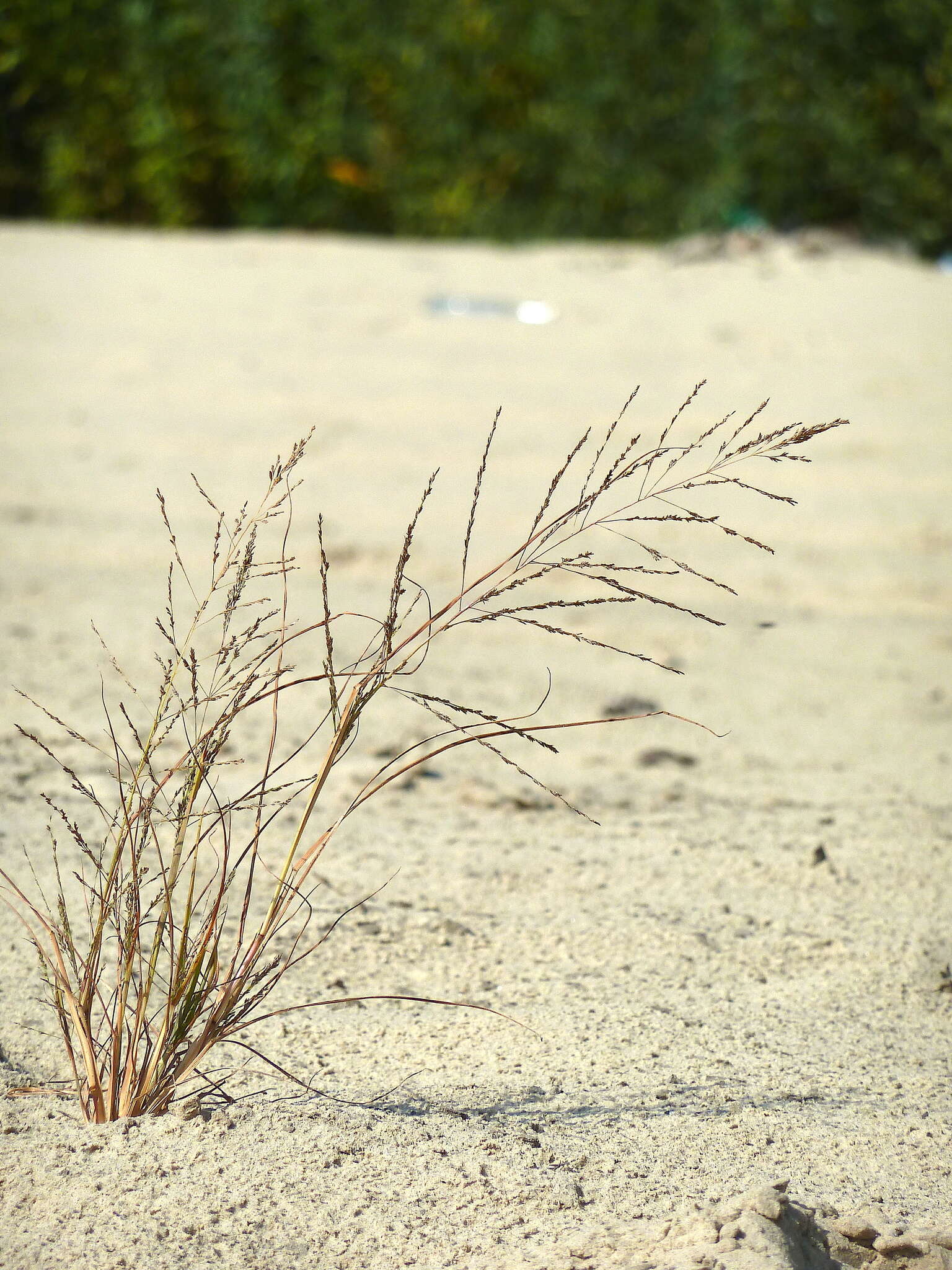 Image of Eragrostis amurensis Prob.