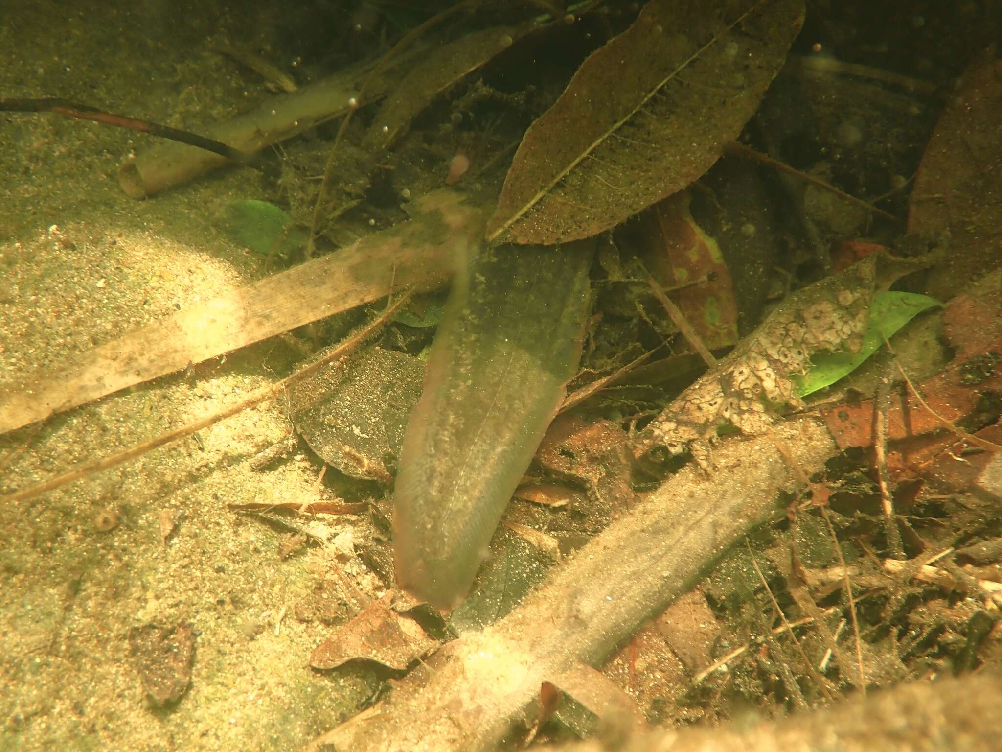 Image of Spiny eel