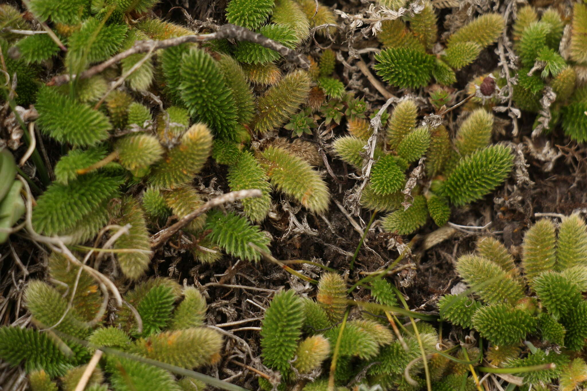 Image of Argentina microphylla (D. Don) Soják